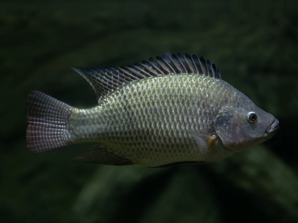 Tilapia en un tanque de cultivo acuapónico