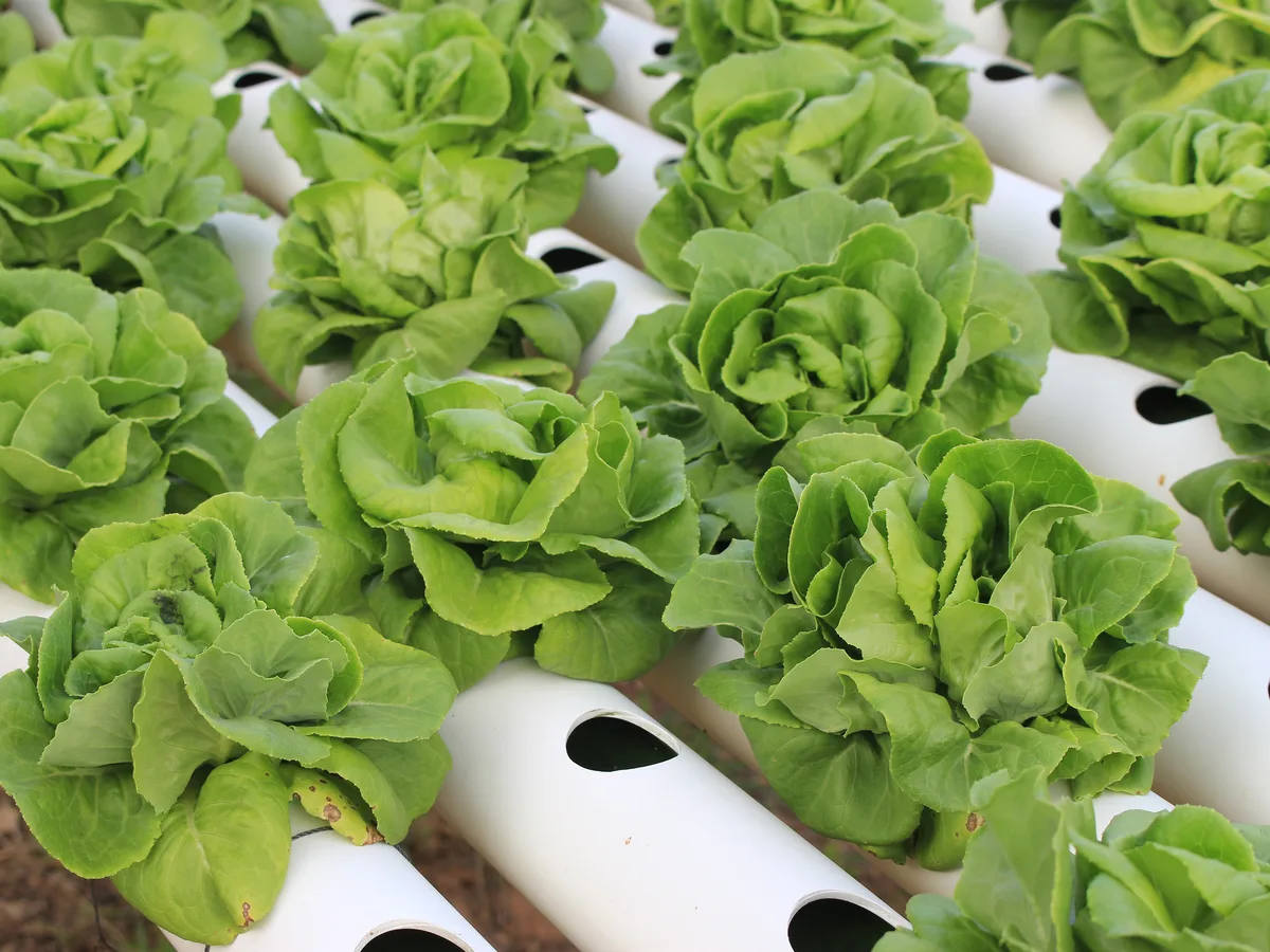 Canales NFT hidropónicos con hileras de lechuga en un invernadero comercial