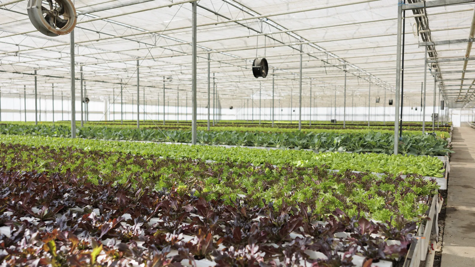 Invernadero comercial con hileras de lechugas de distintas variedades cultivadas sin suelo
