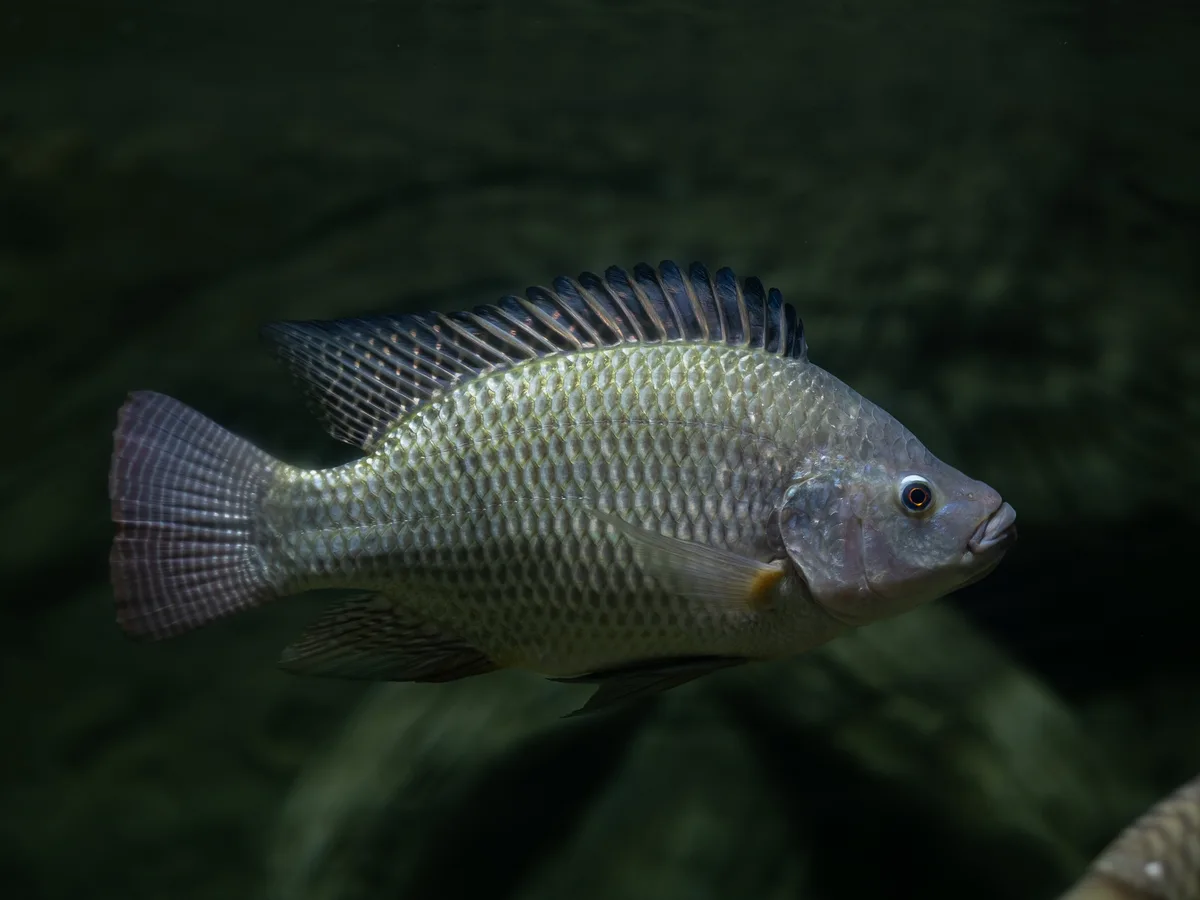 Tilapia nadando en un tanque de cultivo